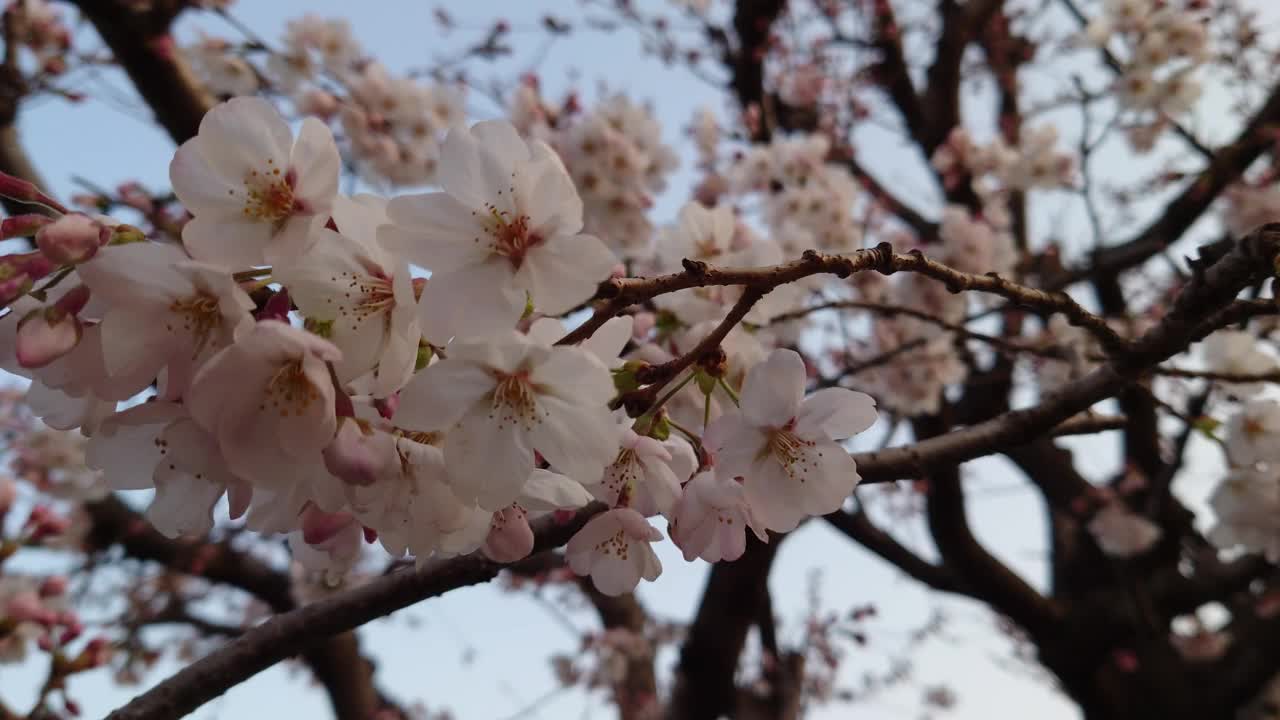 樱花，花蕾，花蕾，开花，花，粉色，自然，花园，美丽，植物，颜色，季节，盛开，白色，树叶，美丽，向上视频素材