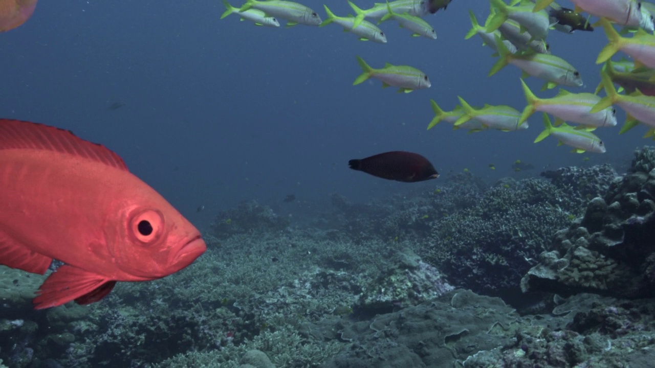 热带野生黄鳍山羊鱼(Mulloidichthys vanicolensis)视频素材