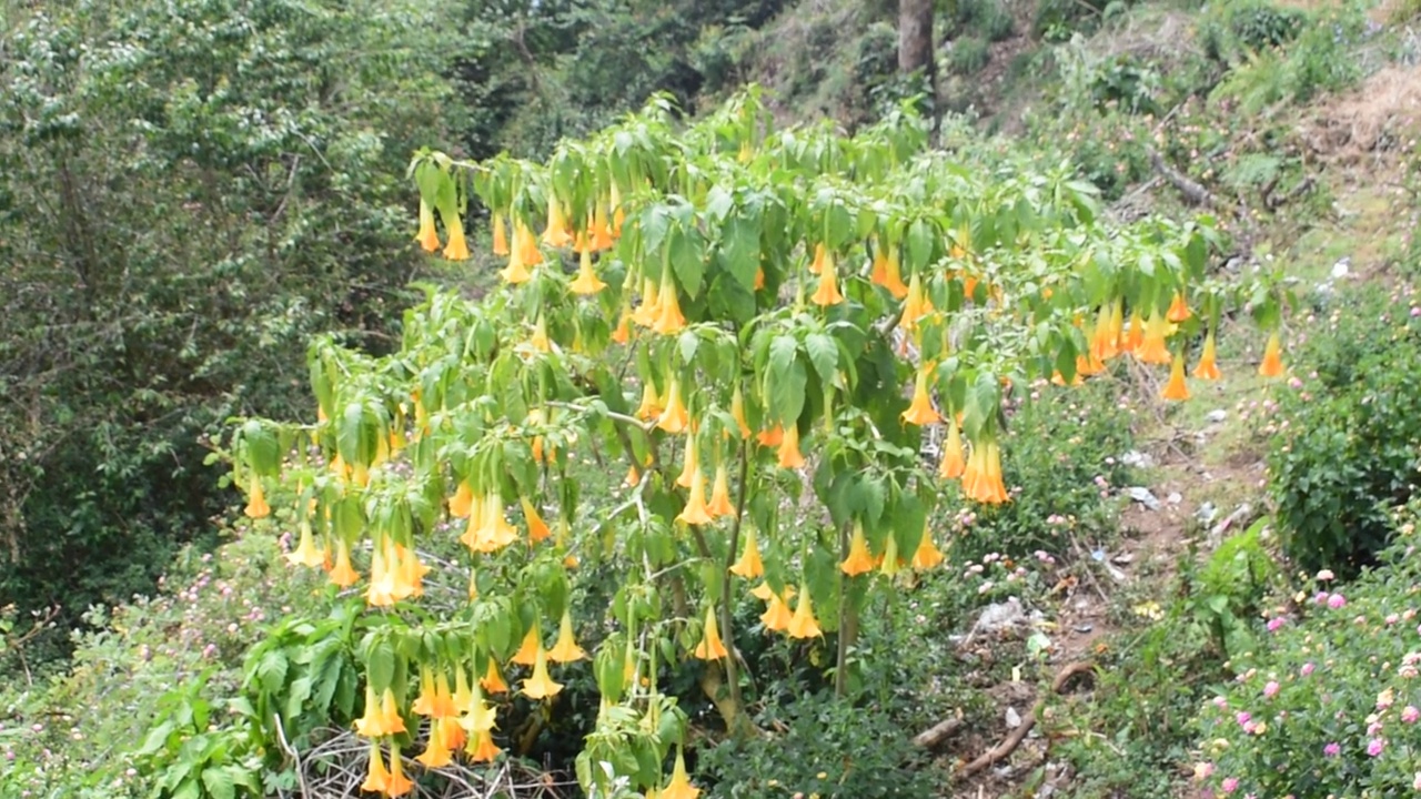 Kodaikanal有很棒的花视频下载