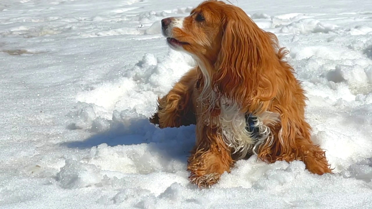 可卡犬享受雪视频素材