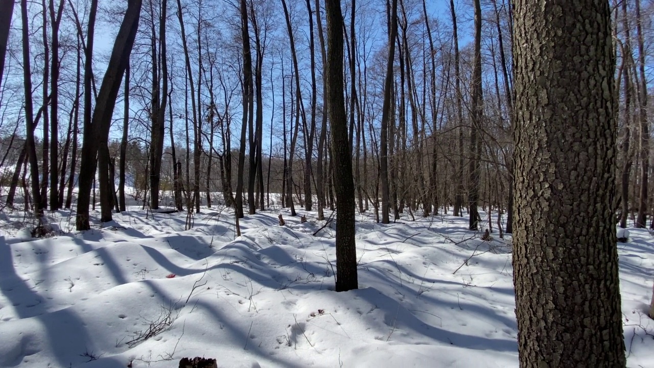 早春林，雪山林，雪山林。全景。冬天的林地。从眼睛看到的景色。人在路上的脚步。视频素材