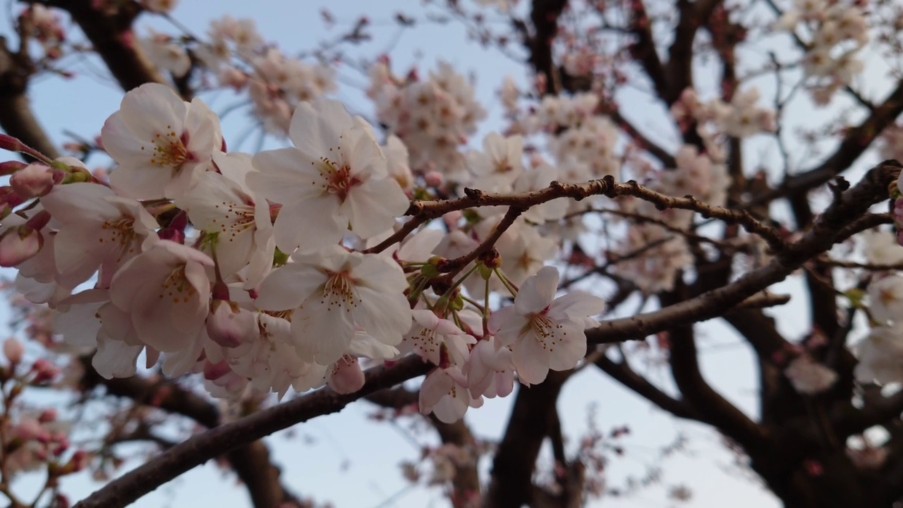 樱花，花蕾，花蕾，开花，花，粉色，自然，花园，美丽，植物，颜色，季节，盛开，白色，树叶，美丽，向上视频素材