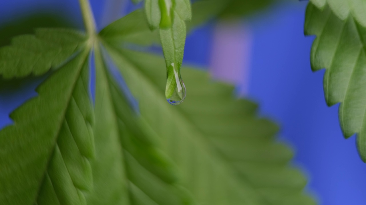 绿叶上的一滴水。在绿色大麻叶子上颤抖的一滴水视频素材