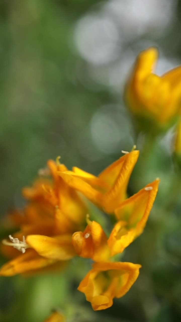 黄花垂直视频与软焦点杜鹃花近距离视频素材