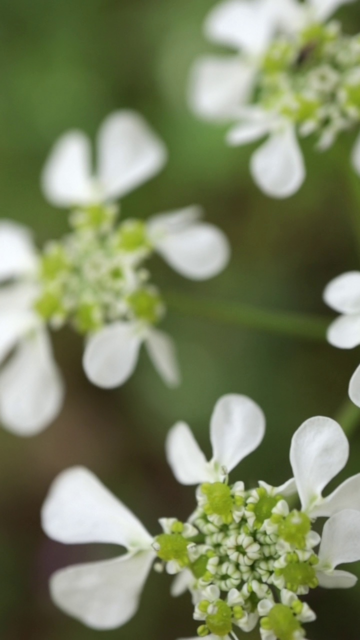 小白花自然垂直视频。Artedia特写软聚焦视频素材