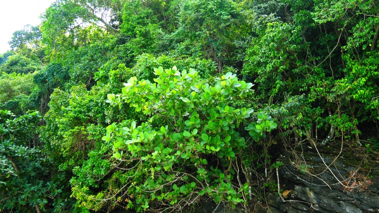 在泰国的披披岛海滩上，向上倾斜的绿色植物生长在岩石上视频素材