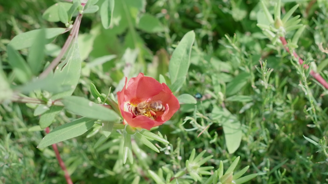 绿色的草坪上有蜜蜂和花朵。视频素材