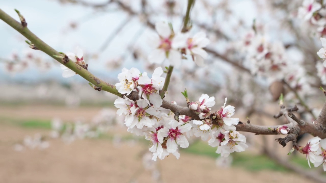 杏仁树开花视频素材