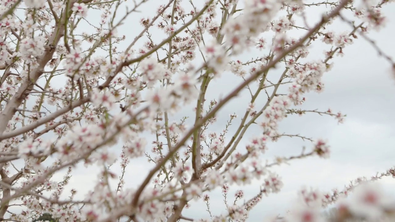 杏仁树开花视频素材