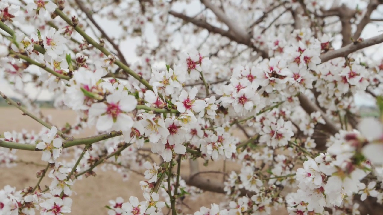 杏仁树开花视频素材