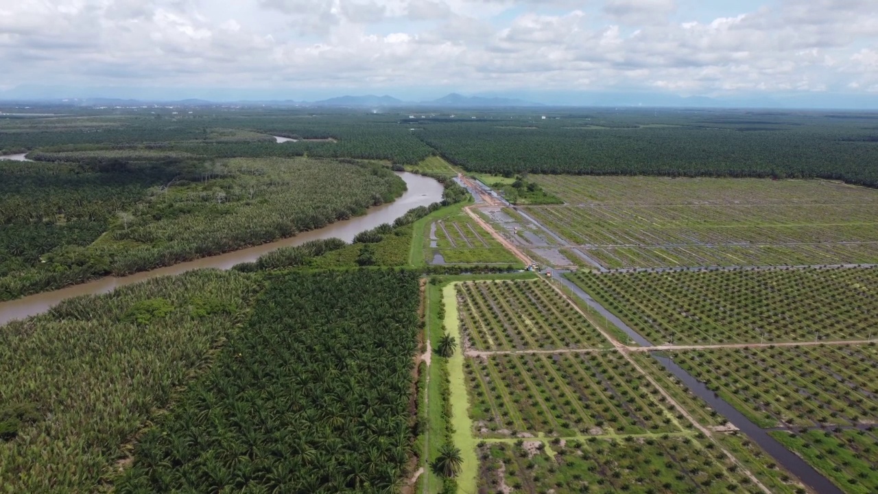 鸟瞰河边油棕榈种植园。视频素材