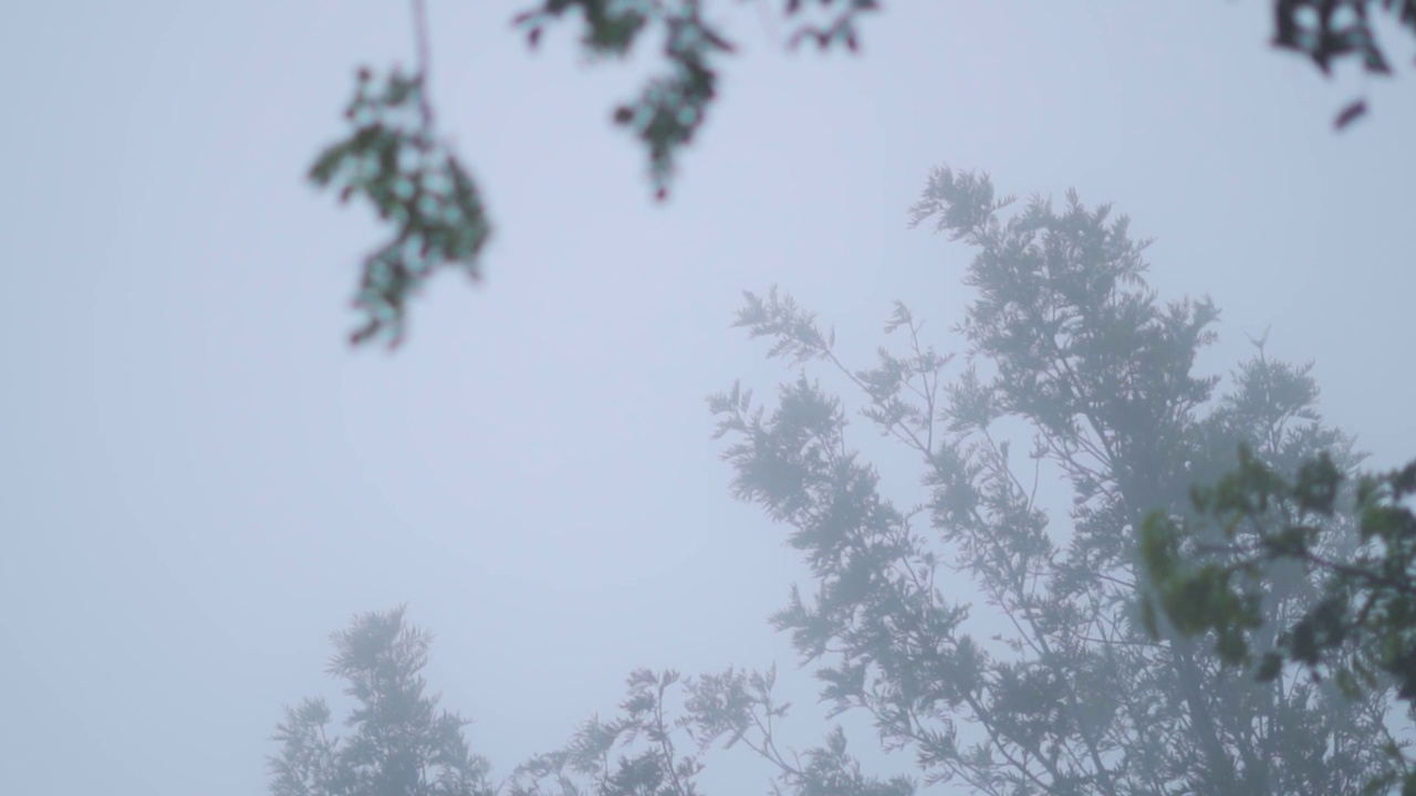 树形石雕在雾蒙蒙的天空中，在一个令人毛骨悚然的黑白景观中。在印度古吉拉特邦的萨普特拉。雾蒙蒙的森林背景。季风气候视频素材