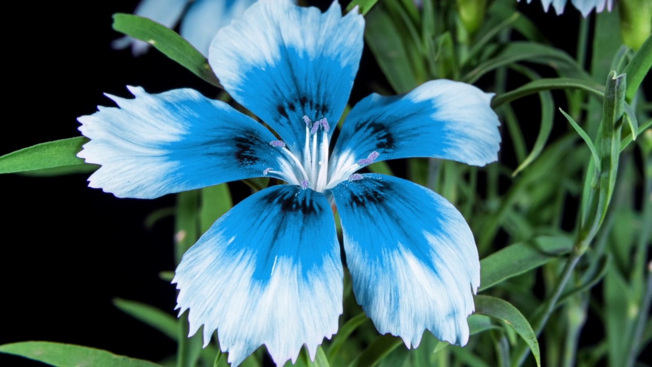蓝色康乃馨花盛开在黑色背景上的时间推移的特写镜头。观赏花园康乃馨视频素材