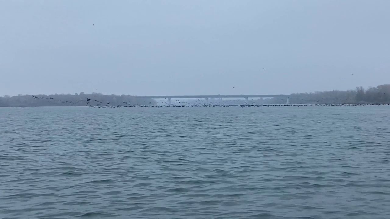 秋日雾蒙蒙，候鸟在河上飞翔。向更温暖的气候迁移。从水上看。视频素材