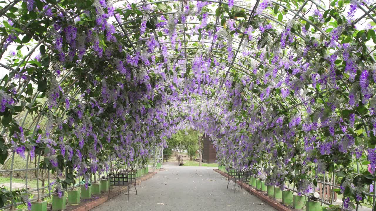 美丽的紫色花环(Petrea volbilis)视频素材