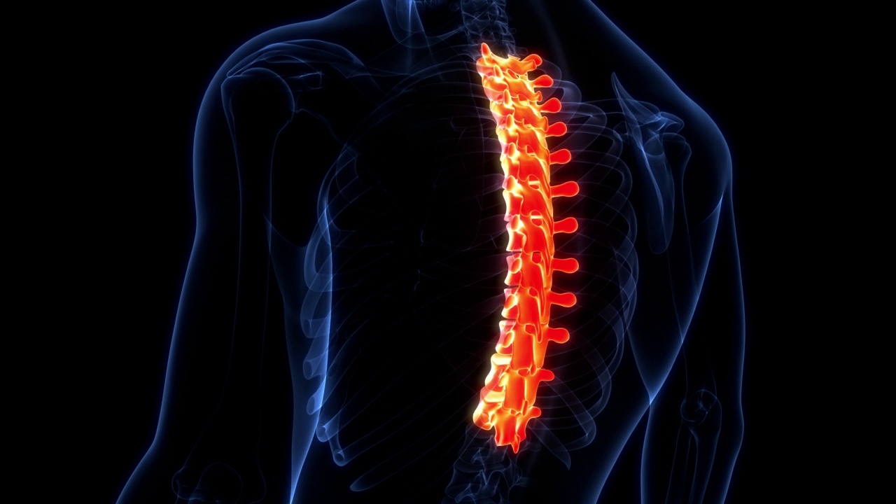 脊髓、脊柱、胸椎人体骨骼系统解剖动画概念视频素材