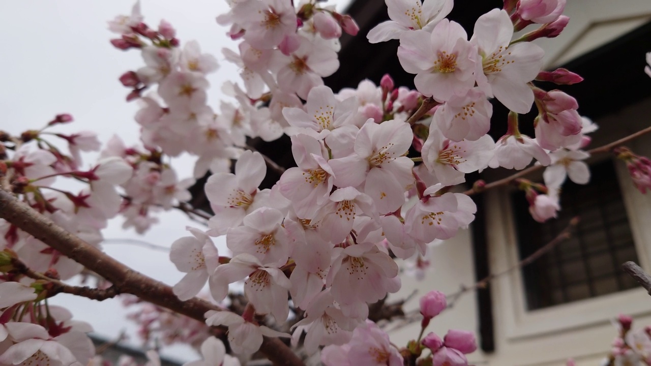 樱花，花蕾，花蕾，开花，花，粉色，自然，花园，美丽，植物，颜色，季节，盛开，白色，树叶，美丽，向上，春天视频素材