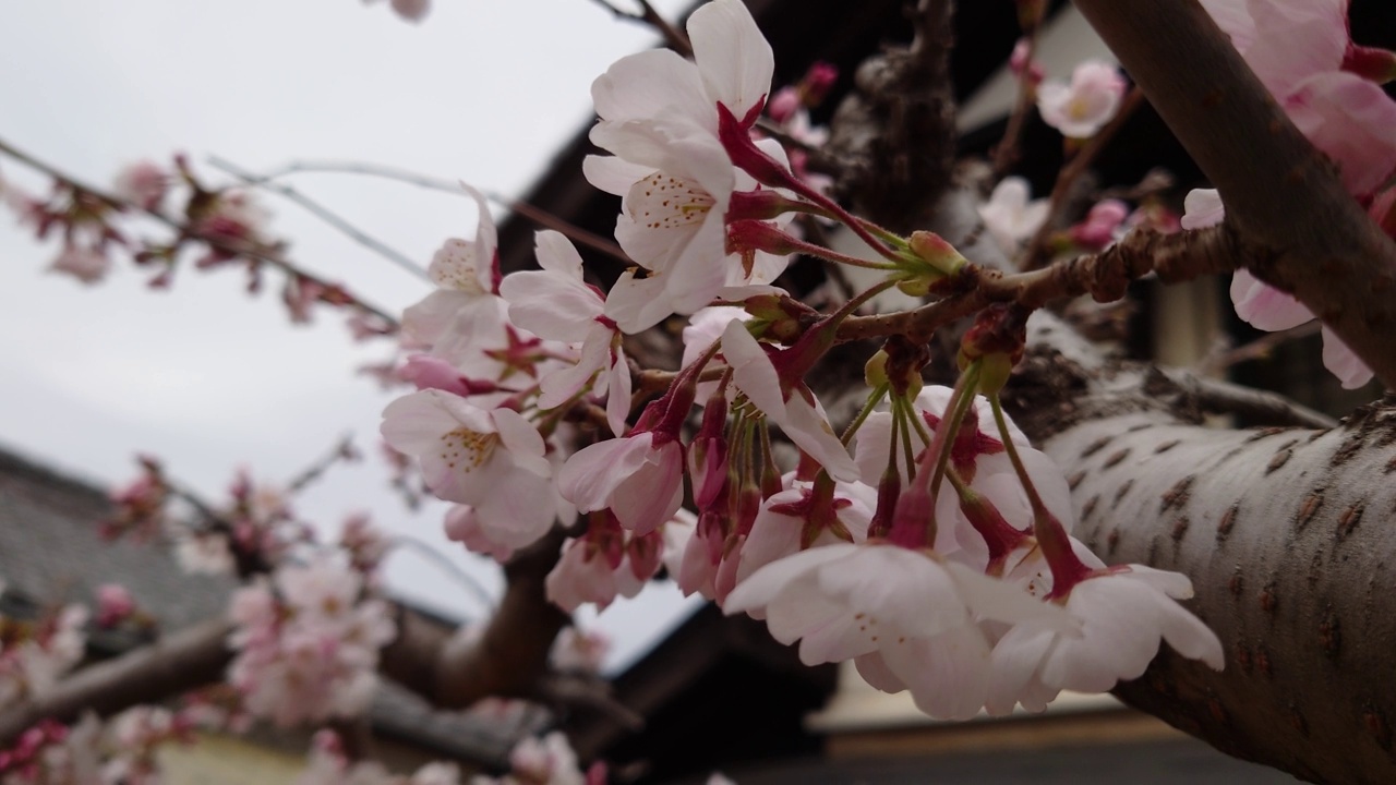 樱花，花蕾，花蕾，开花，花，粉色，自然，花园，美丽，植物，颜色，季节，盛开，白色，树叶，美丽，向上，春天视频素材