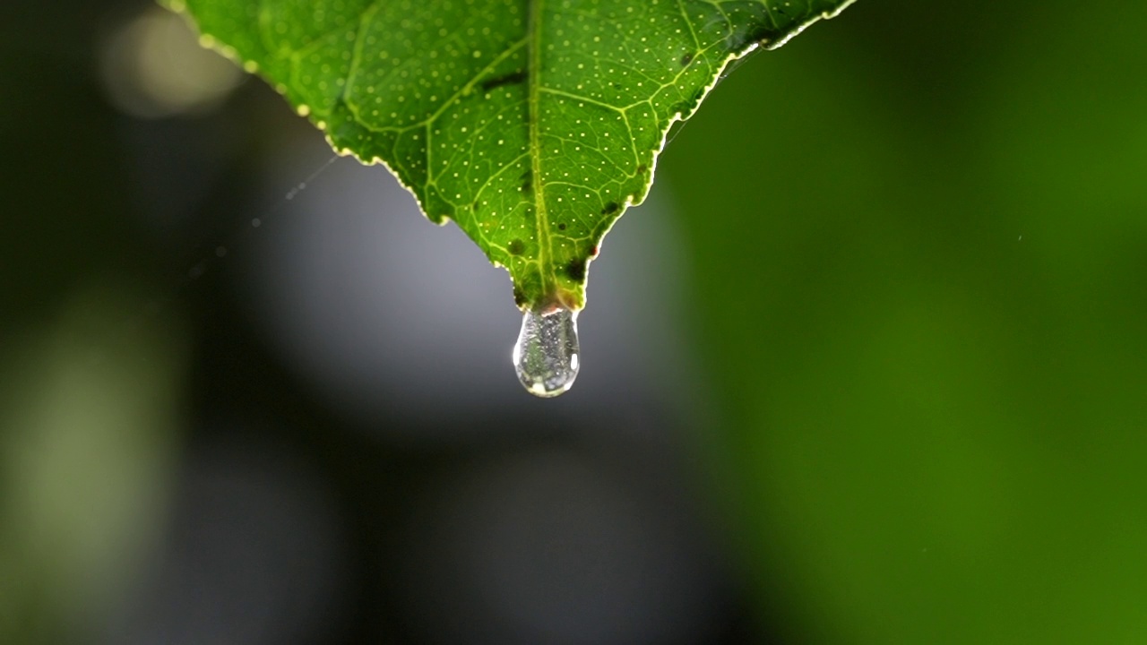 水滴在柠檬叶HD视频素材