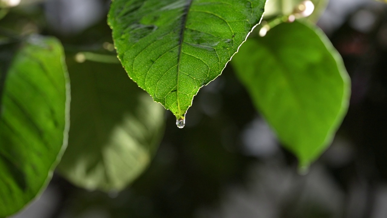 水滴在柠檬叶HD视频素材