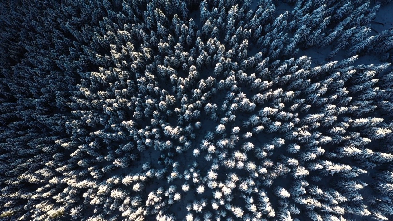 冬天的景观是冰冻的雪杉树。视频素材