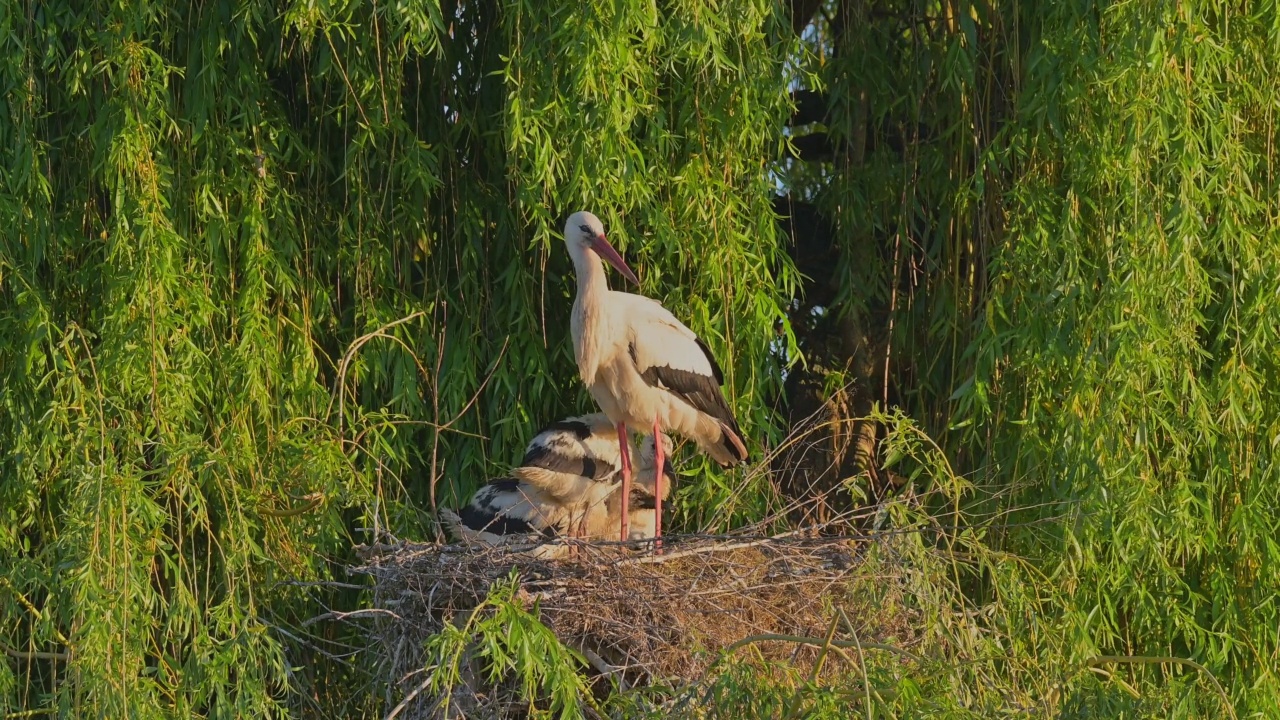 白鹳与幼鸟在垂柳中筑巢视频素材