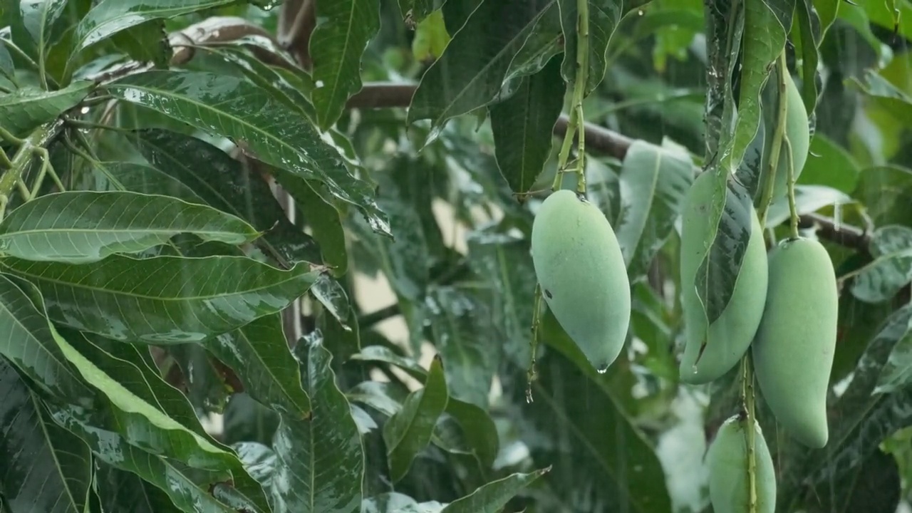 雨水通过芒果果实在热带雨林的雨季的概念丰富的自然。种植有机水果视频素材