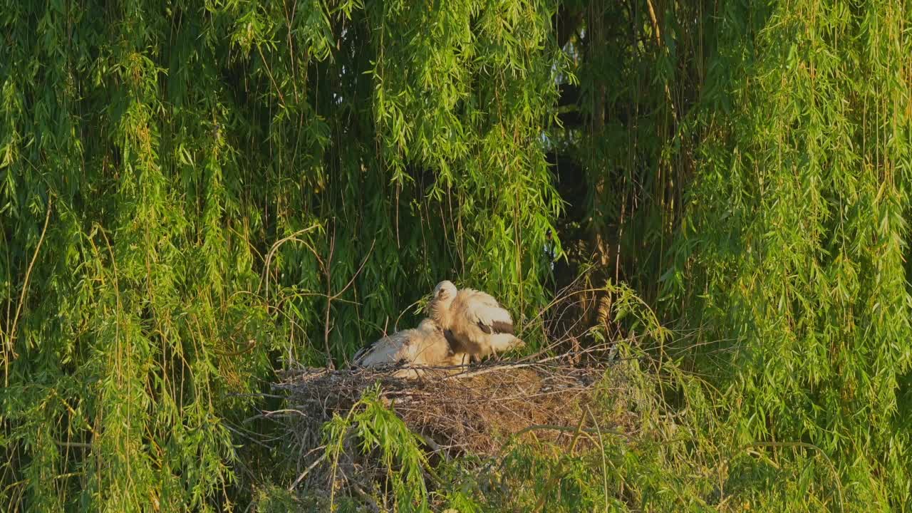 白鹳与幼鸟在垂柳中筑巢视频素材