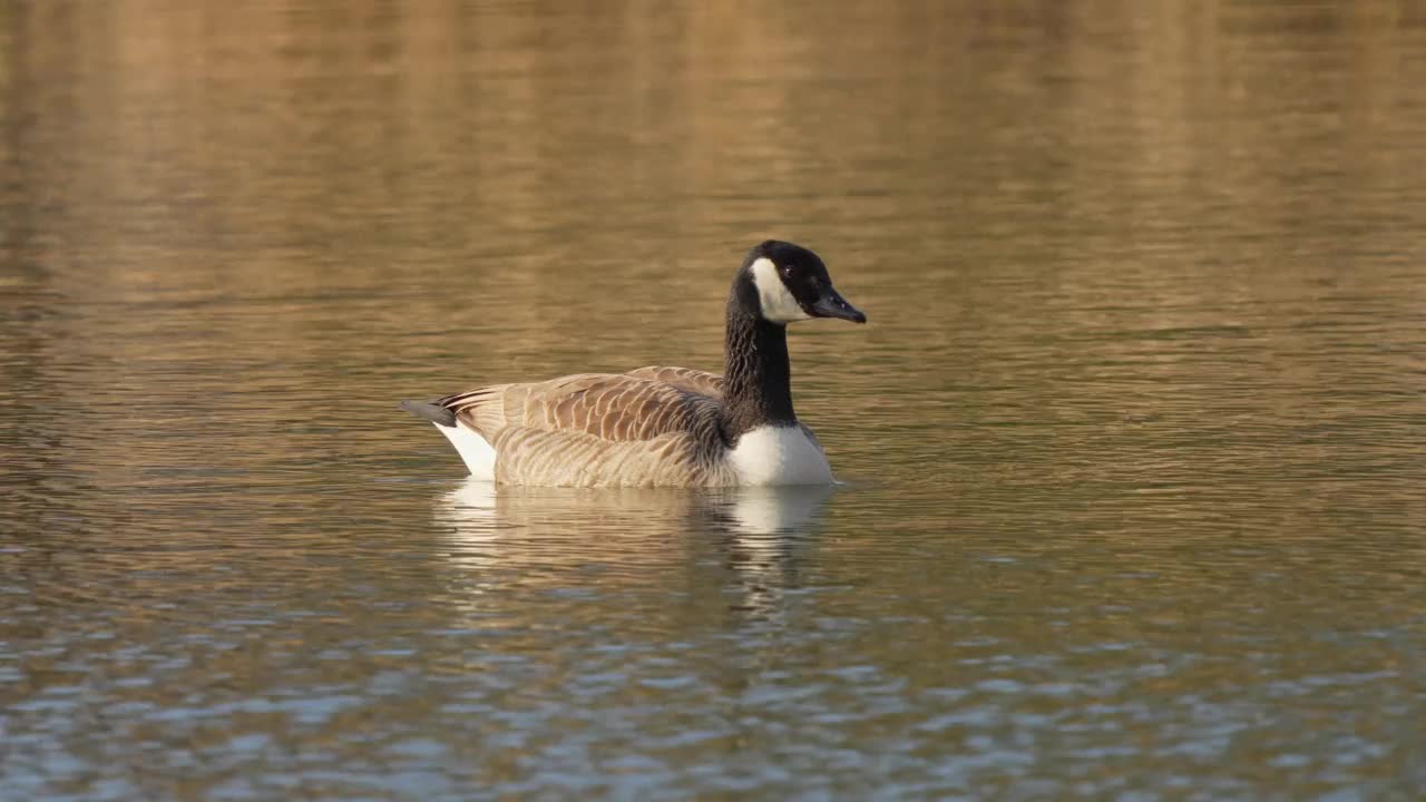 加拿大鹅，Branta canadensis，游泳视频素材