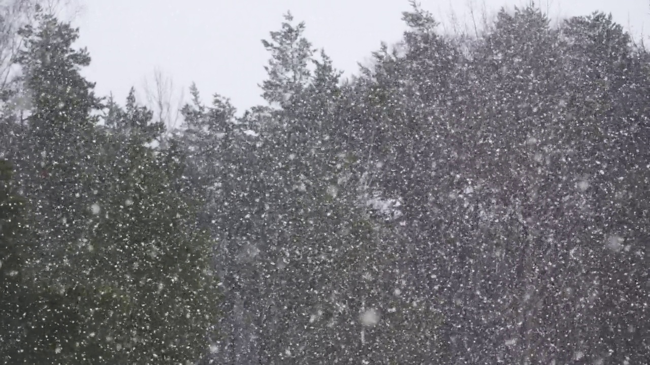 森林背景下的大雪。视频素材