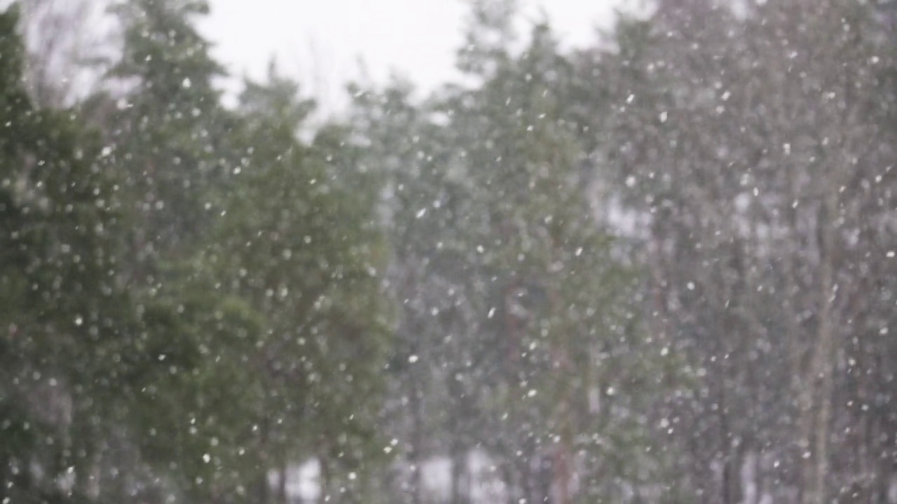 森林背景下的大雪。视频素材