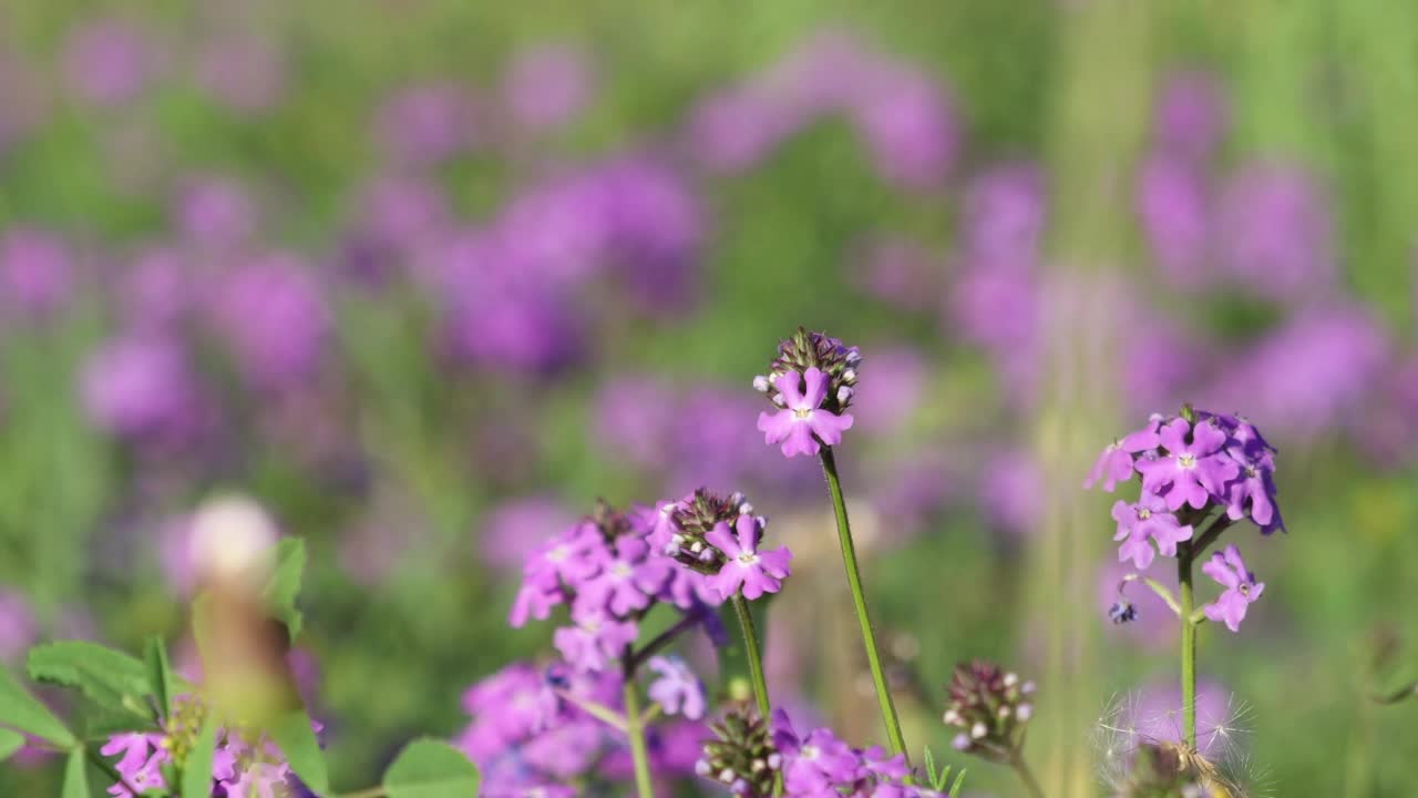 春天的花朵视频素材