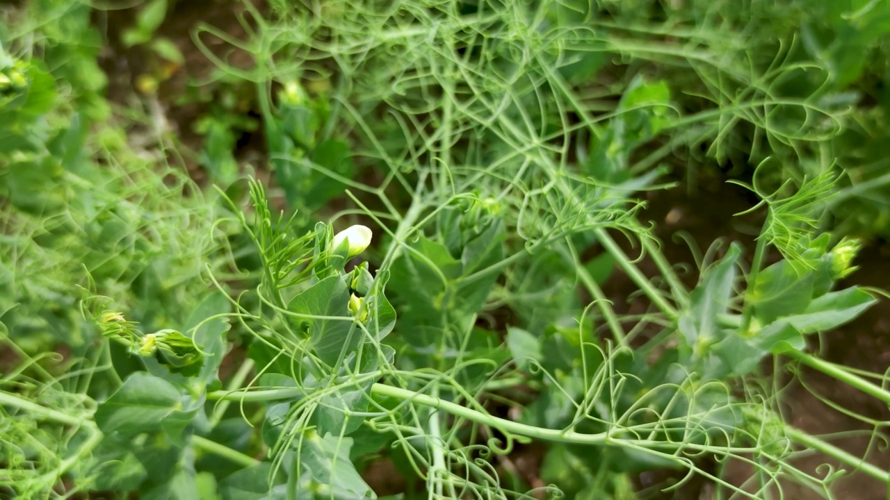 花园里的新鲜青豆。视频素材