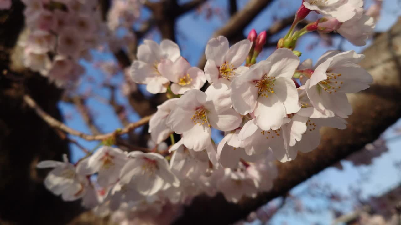 樱花，芽，开花，花，粉，自然，花园，美，植物，颜色，季节，盛开，白，叶，美，起，雨，冷波，樱花，鸟鸣，蓝天，清晨，清爽视频素材