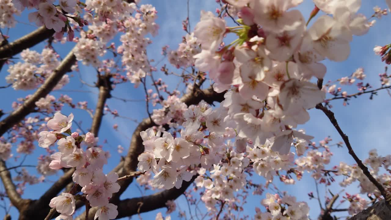 樱花，芽，开花，花，粉，自然，花园，美，植物，颜色，季节，盛开，白，叶，美，起，雨，冷波，樱花，鸟鸣，蓝天，清晨，清爽视频素材