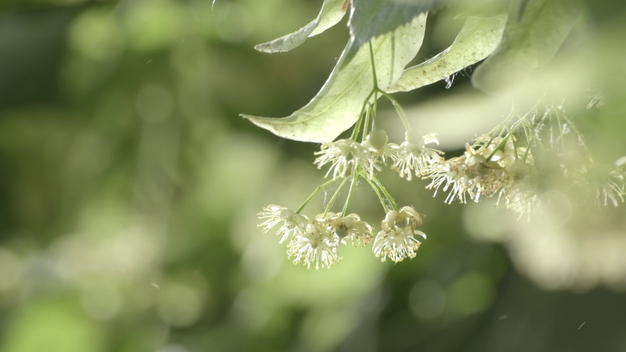 菩提树在开花，菩提树花特写。菩提树漂亮的新鲜绿叶。雨滴落在上面的药用植物。多云的天气，雨后的绿叶带着水滴视频素材