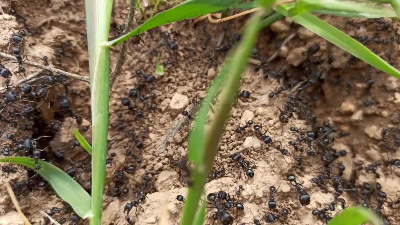 人群密集的地方视频素材