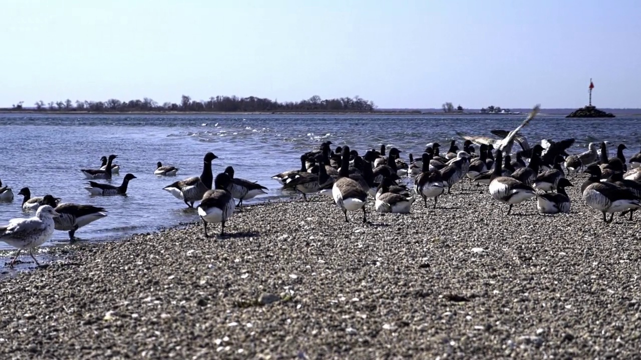 阳光明媚的冬日，海滩上的鹅和海鸥视频素材