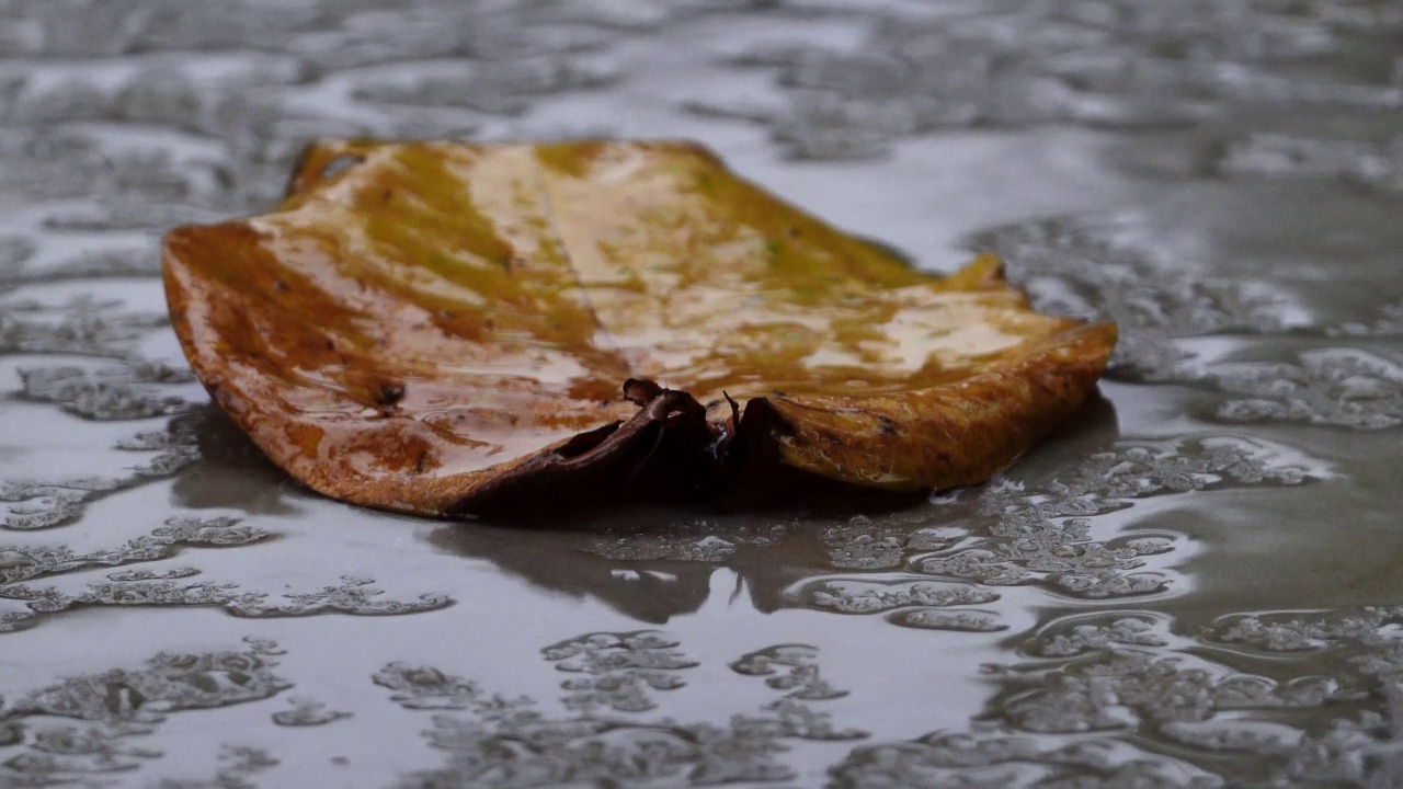 雨视频素材