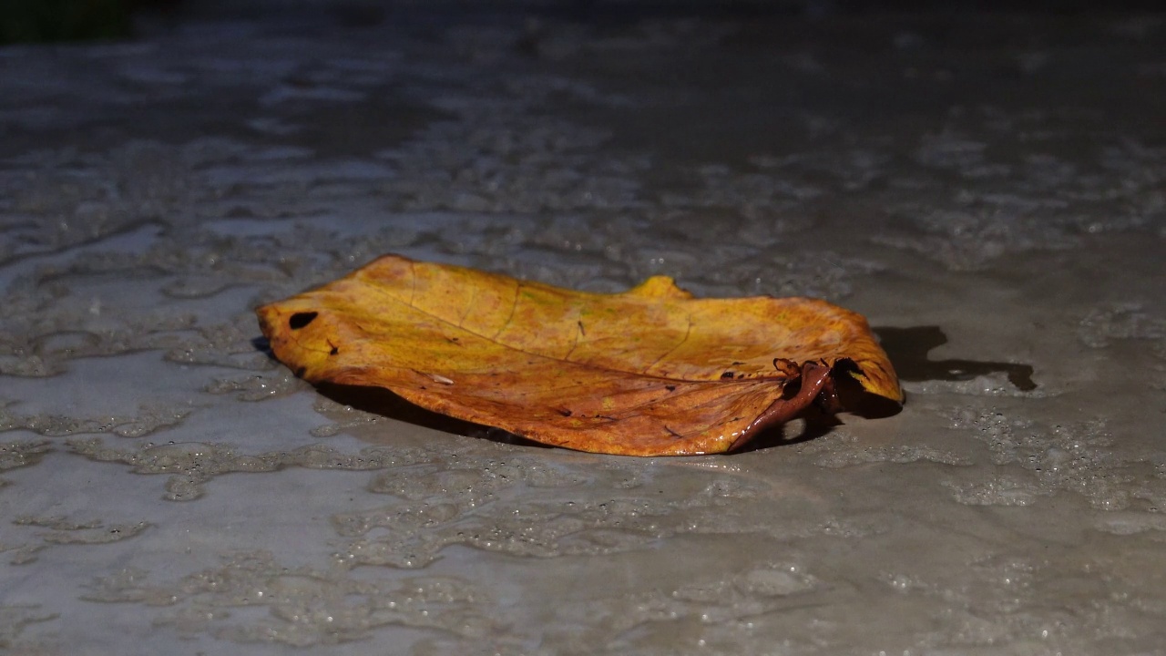 雨视频素材