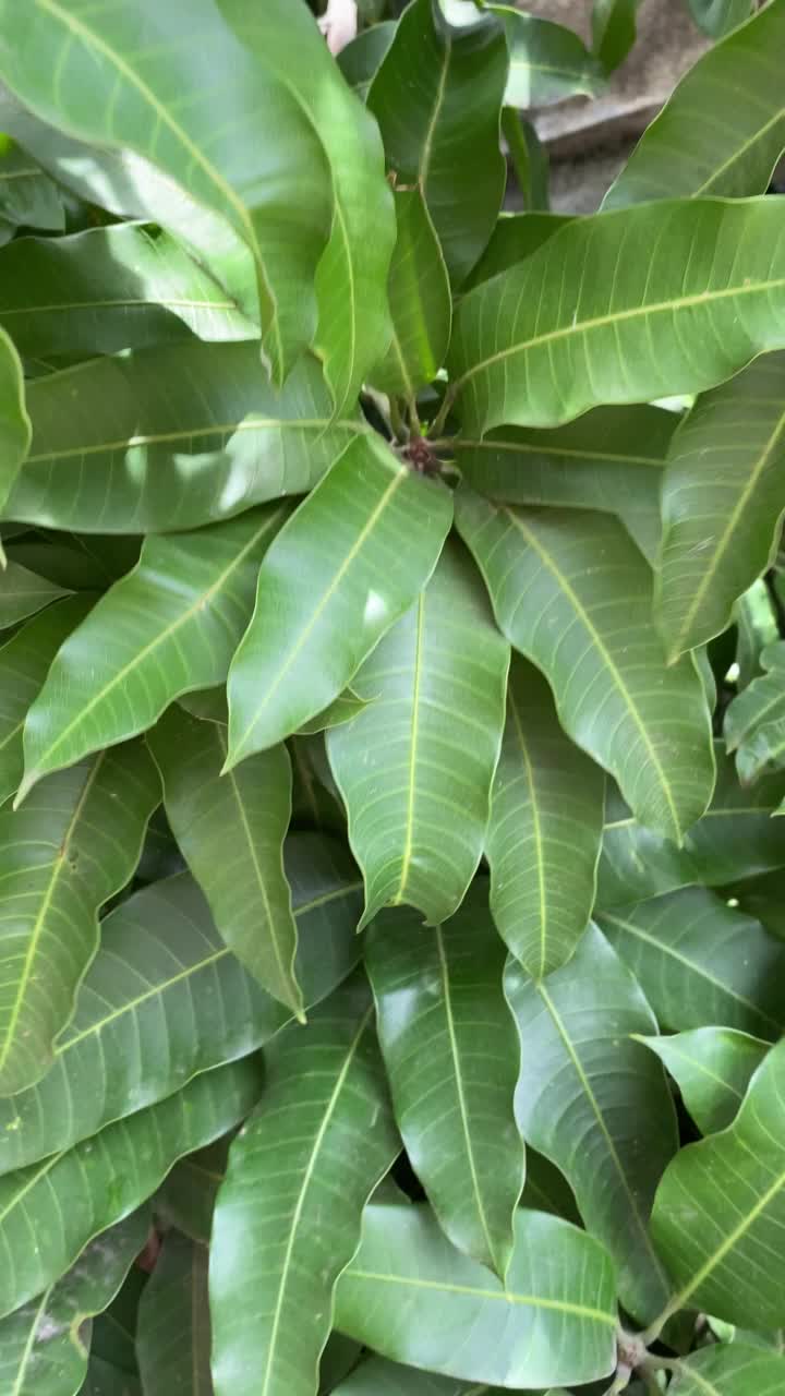 芒果树叶视频素材