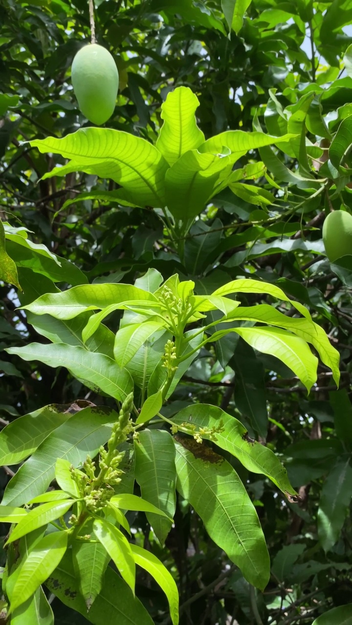 泰国真正芒果树的运动。视频素材