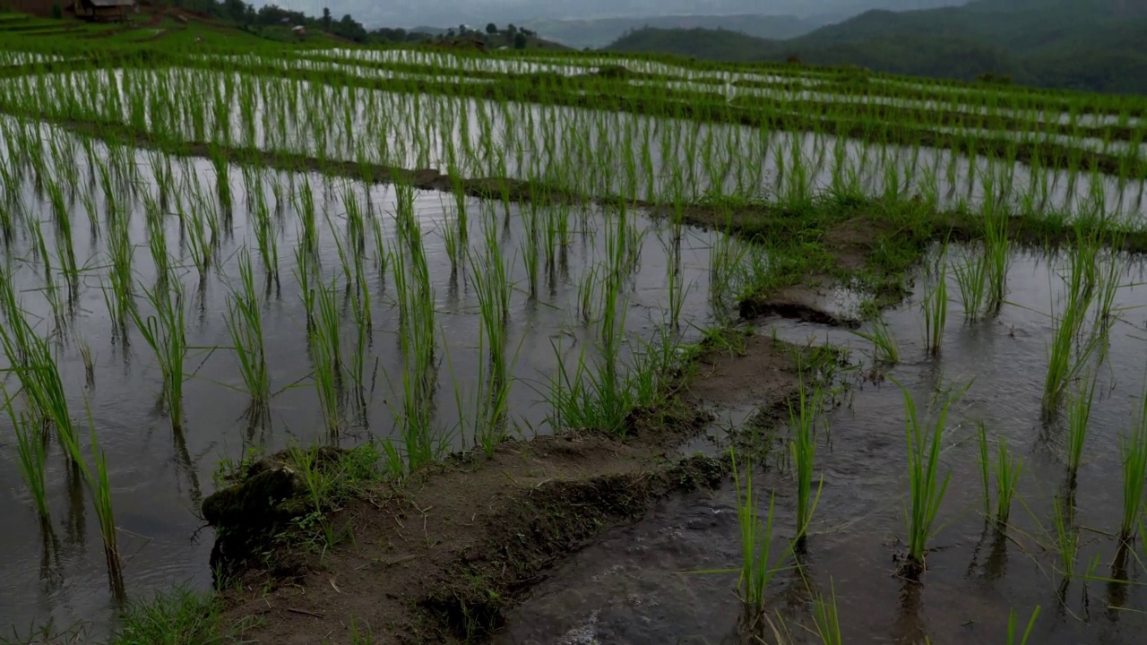 稻田在山上耕作。稻田农业。视频素材