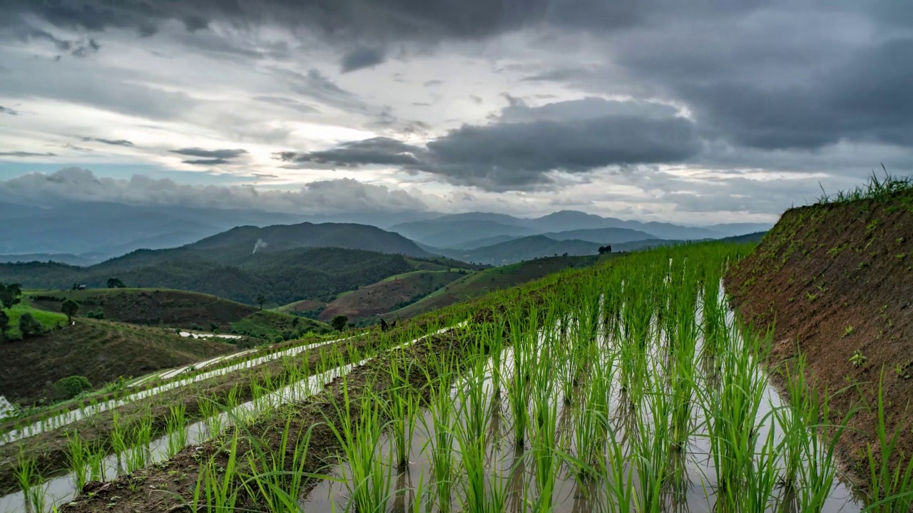 稻田多山栽培。泰国的稻田农业。视频素材