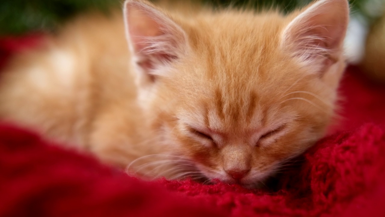 姜黄色小猫在圣诞节前睡在红色上。橙红色的猫快乐的梦。节日快乐,放松视频素材