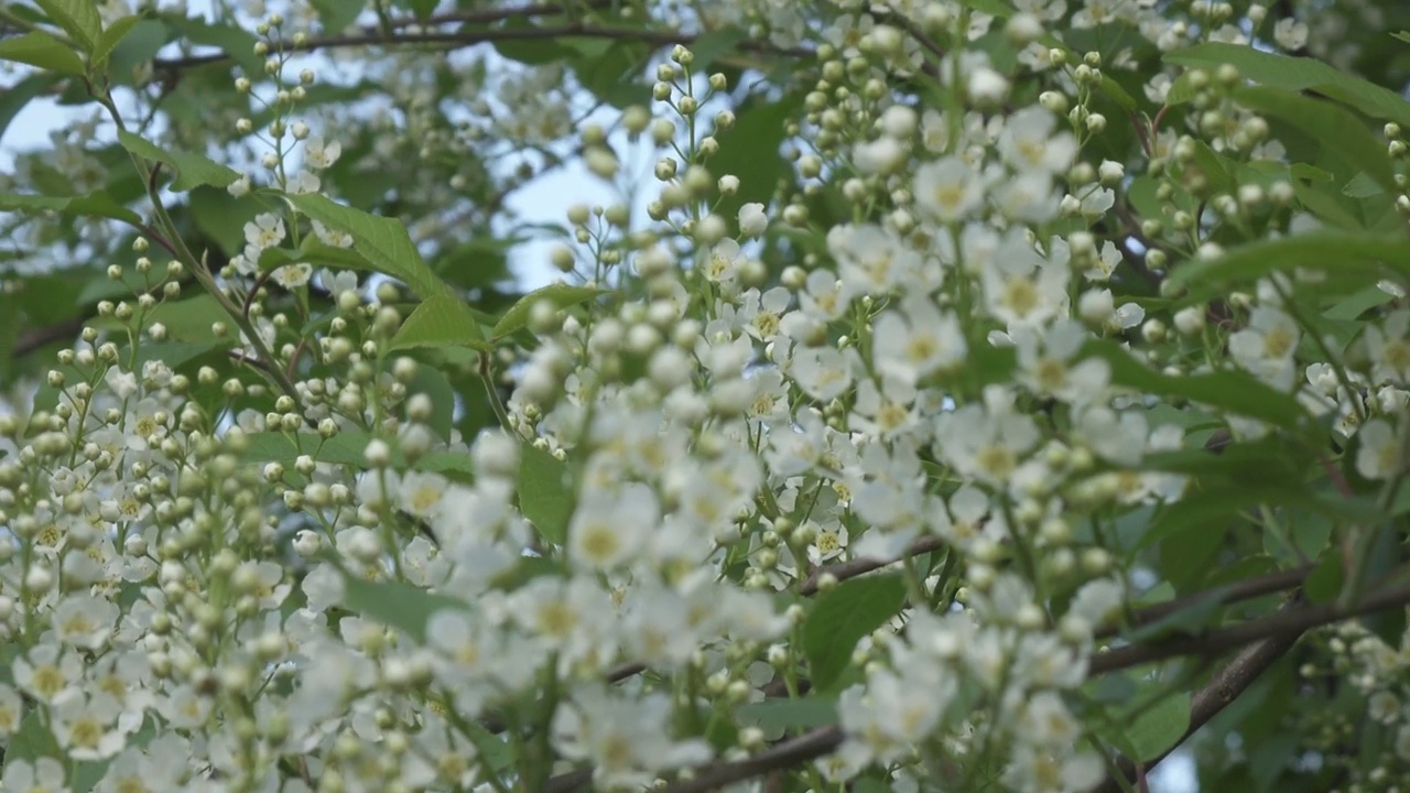 番荔枝(Prunus padus)是蔷薇科的一种开花植物，又名“鸟樱桃”(bird cherry)、“朴树”(hackberry)、“hagberry”(hagberry)或“五月天树”(Mayday tree)视频素材