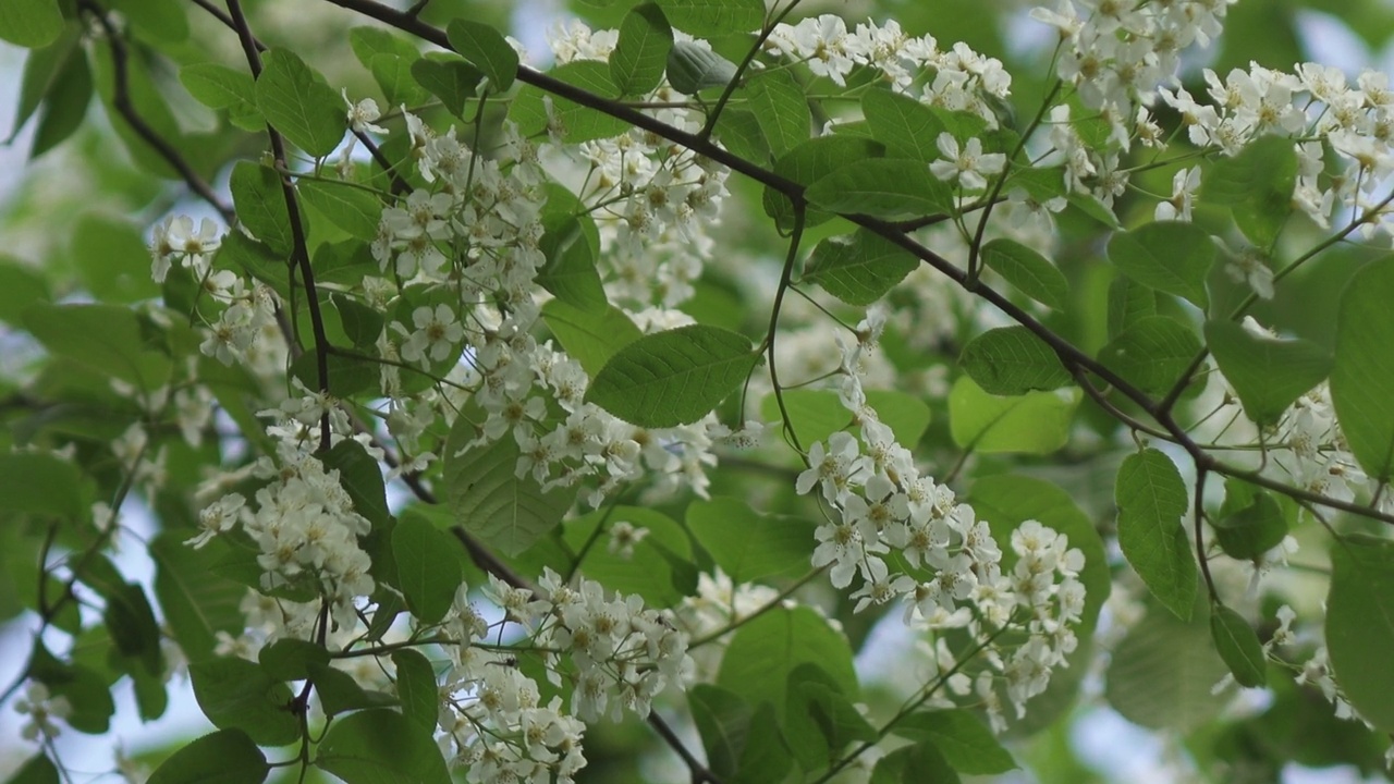 番荔枝(Prunus padus)是蔷薇科的一种开花植物，又名“鸟樱桃”(bird cherry)、“朴树”(hackberry)、“hagberry”(hagberry)或“五月天树”(Mayday tree)视频素材