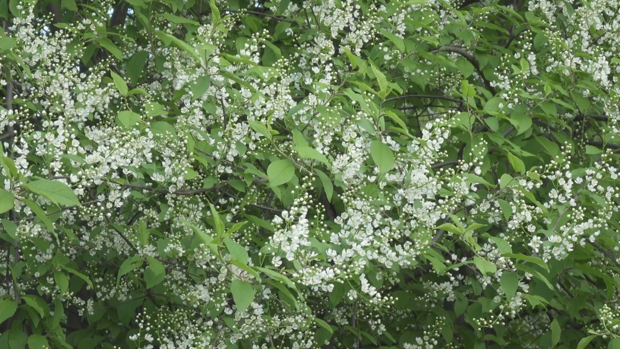 番荔枝(Prunus padus)是蔷薇科的一种开花植物，又名“鸟樱桃”(bird cherry)、“朴树”(hackberry)、“hagberry”(hagberry)或“五月天树”(Mayday tree)视频素材