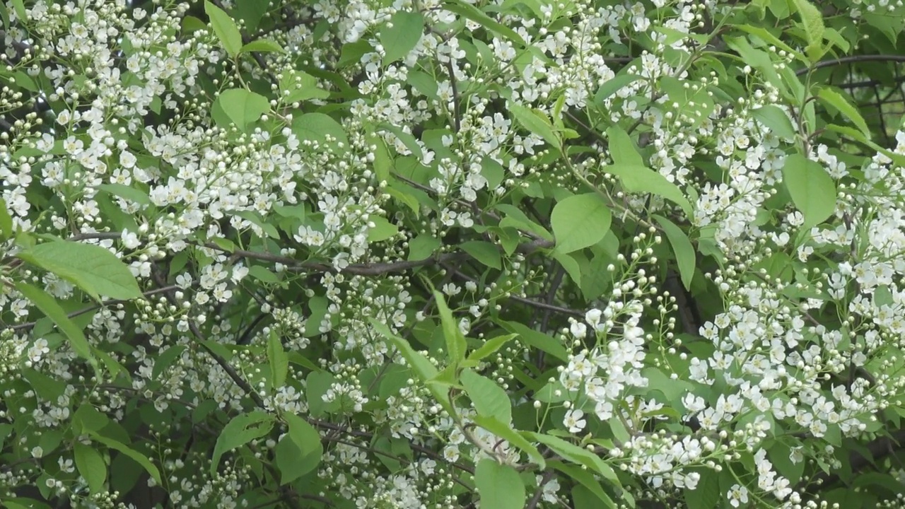 番荔枝(Prunus padus)是蔷薇科的一种开花植物，又名“鸟樱桃”(bird cherry)、“朴树”(hackberry)、“hagberry”(hagberry)或“五月天树”(Mayday tree)视频素材