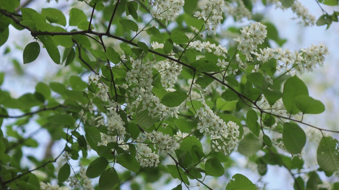 番荔枝(Prunus padus)是蔷薇科的一种开花植物，又名“鸟樱桃”(bird cherry)、“朴树”(hackberry)、“hagberry”(hagberry)或“五月天树”(Mayday tree)视频素材